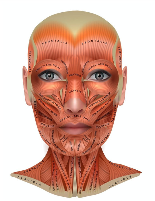 Facial Muscle Chart – 7E Wellness